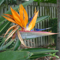 Common bird of paradise Strelitzia reginae