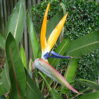 Common bird of paradise Strelitzia reginae