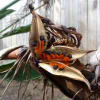 Common bird of paradise Strelitzia reginae