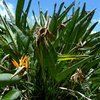 Common bird of paradise Strelitzia reginae