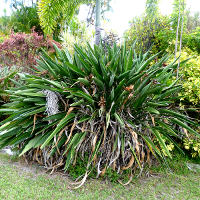 Common bird of paradise Strelitzia reginae