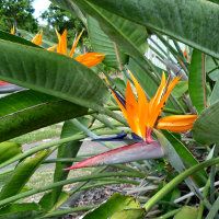 Common bird of paradise Strelitzia reginae