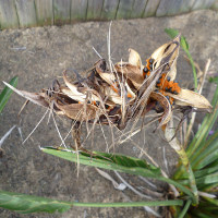 Common bird of paradise Strelitzia reginae