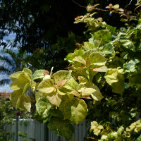 Bougainvillea Bilas