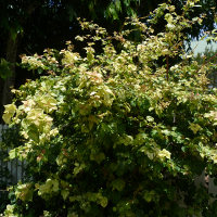 Bougainvillea Bilas