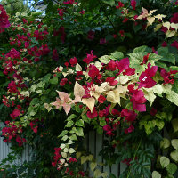 Bougainvillea Bilas