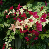 Bougainvillea Bilas