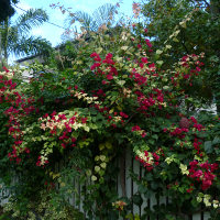 Bougainvillea Bilas