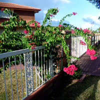 Bougainvillea Klong Fire