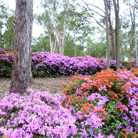 landscaping with bougainvillea