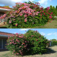 landscaping with bougainvillea