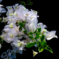 landscaping with bougainvillea