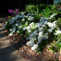 landscaping with bougainvillea