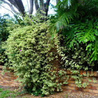 landscaping with bougainvillea