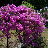 landscaping with bougainvillea