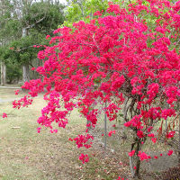 landscaping with bougainvillea