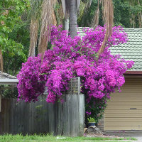 landscaping with bougainvillea