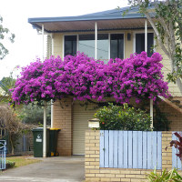 landscaping with bougainvillea