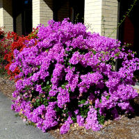 Bougainvillea Nonyo