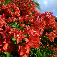 Bougainvillea Pedro