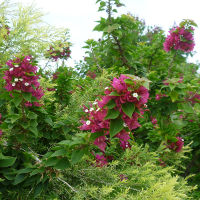 Bougainvillea Smartipants