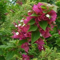 Bougainvillea Smartipants