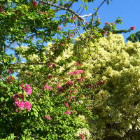 Bougainvillea Smartipant