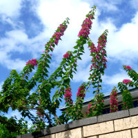 Bougainvillea Smartipant