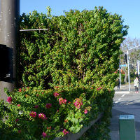 Bougainvillea Smartipant