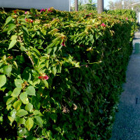 Bougainvillea Smartipant