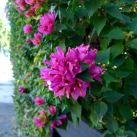 Bougainvillea Smartipant