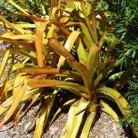 Aechmea blanchetiana