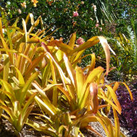 Aechmea blanchetiana