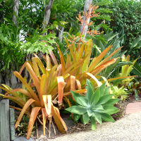 Aechmea blanchetiana