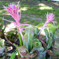 Aechmea fasciata