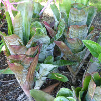 Aechmea fasciata