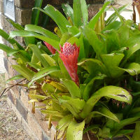 Billbergia pyramidalis