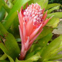 Billbergia pyramidalis