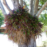 bromeliads in the landscape