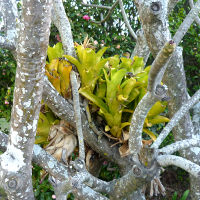 bromeliads in the landscape