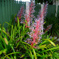 Portea petropolitana