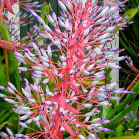 Portea petropolitana