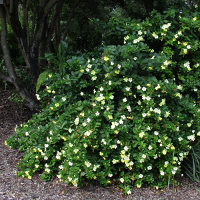 Brunfelsia latifolia