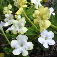 brunfelsia_americana