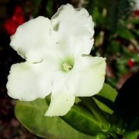 brunfelsia_americana