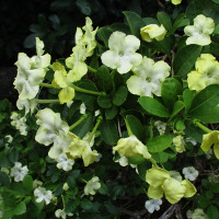 brunfelsia_americana