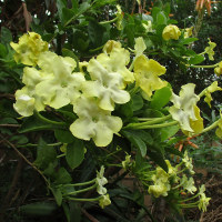 brunfelsia_americana