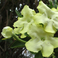 brunfelsia_americana