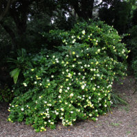 brunfelsia_americana