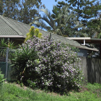 Brunfelsia latifolia